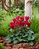 Cyclamen red