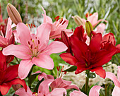 Lilium Brindisi, Ducati