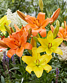 Lilium Sunderland, Nashville (lilies)