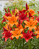 Lilium Sunderland, Ducati (lilies)