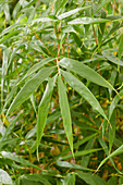 Fargesia robusta Wenchuan