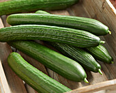 Cucumbers, Cucumis sativus