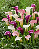 Zantedeschia mixture (calla lilies)