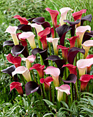 Zantedeschia blend