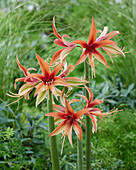 Hippeastrum Merengue (amaryllis)