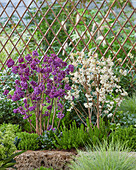 Callicarpa bodinieri Snowstar, Profusion