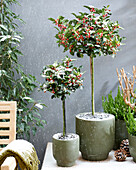 Ilex x meserveae Blaue Jungfer