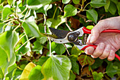 Pruning Hedera (Ivy)