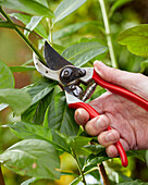 Pruning cherry laurel