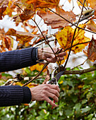 Pruning plane trees