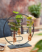 Hydroponic syngonium collection