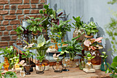 Hydroponics collection