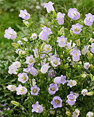 Campanula medium Champion lavender (bellflowers)