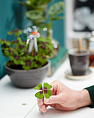 Oxalis tetraphylla Iron Cross