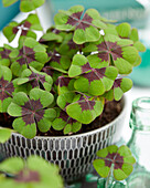 Oxalis tetraphylla Iron Cross