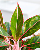 Aglaonema Jungle Red