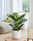 Aglaonema Amazonas Silber