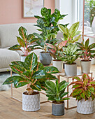 Aglaonema Collection