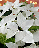 Euphorbia pulcherrima white