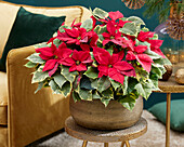 Euphorbia pulcherrima (poinsettia) red tapestry