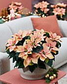 Euphorbia pulcherrima (poinsettia) autumn leaves