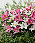 Lilium Sempione, Maldano (lilies)