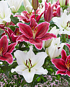 Lilium Euphoria, Sempione