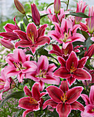 Lilium Donacion & Euphoria (lilies)
