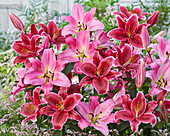 Lilium Maldano, Euphoria