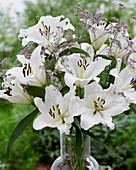Lilium Sempione Bouquet (lilies)