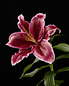 Lilium Blume