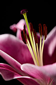 Lilium flower
