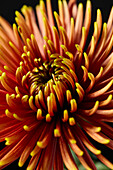 Chrysantheme Saffina Dunkel