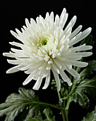 Chrysanthemum Topspin