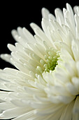 Chrysanthemum Topspin