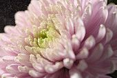 Chrysanthemum Rossano