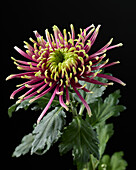 Chrysantheme Baltazar