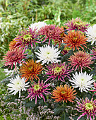 Chrysantheme Farbmischung
