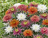 Chrysanthemum colour mix