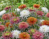 Chrysanthemum colour mix