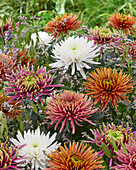 Chrysantheme Farbmischung