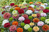 Chrysanthemum colour mix