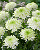 Chrysantheme Zembla Limette