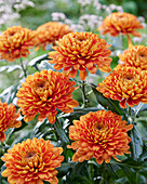 Chrysantheme Bellavista