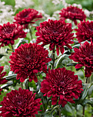 Chrysantheme Parker Rot