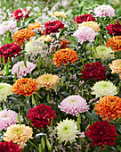 Chrysantheme Farbmischung