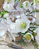 Hellebore flowers