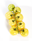 Gelbe Tomate, Solanum lycopersicum