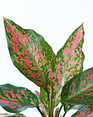 Aglaonema Erdbeere Baby