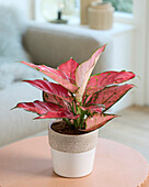 Aglaonema Rote Freude